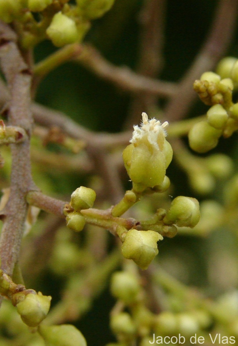 Sapindus emarginatus Vahl